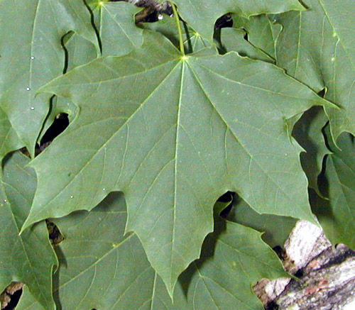 معرفی و راهنمای پرورش گیاهان زینتی - افرای چناری